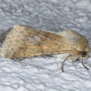 Helicoverpa (genus) at Ainslie, ACT - 15 Sep 2020