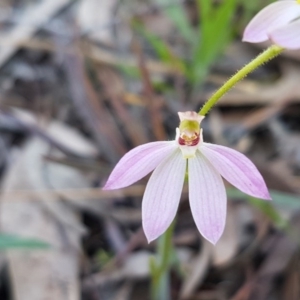 Caladenia carnea at Kaleen, ACT - suppressed