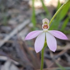 Caladenia carnea at Kaleen, ACT - suppressed