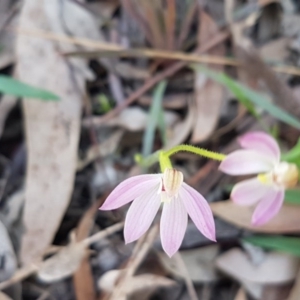 Caladenia carnea at Kaleen, ACT - suppressed