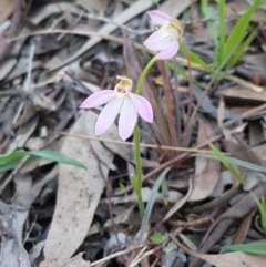 Caladenia carnea at Kaleen, ACT - suppressed