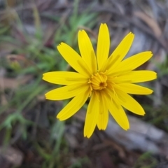 Microseris walteri (Yam Daisy, Murnong) at Kaleen, ACT - 16 Sep 2020 by tpreston