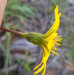 Microseris walteri at Kaleen, ACT - 16 Sep 2020 11:24 AM