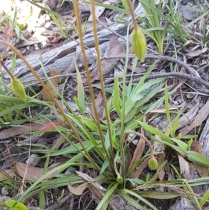 Microseris walteri at Kaleen, ACT - 16 Sep 2020