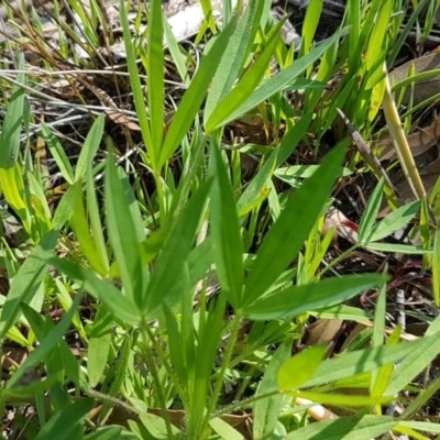 Trifolium sp. (Clover) at Gungaderra Grasslands - 16 Sep 2020 by tpreston