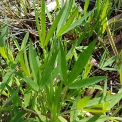 Trifolium sp. (Clover) at Kaleen, ACT - 16 Sep 2020 by tpreston