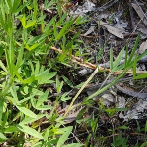 Trifolium sp. at Kaleen, ACT - 16 Sep 2020