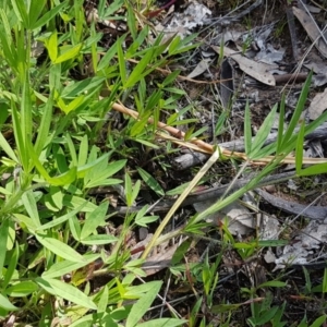 Trifolium sp. at Kaleen, ACT - 16 Sep 2020 11:23 AM