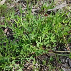 Trifolium sp. at Kaleen, ACT - 16 Sep 2020 11:23 AM