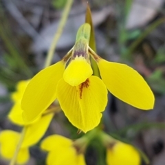 Diuris chryseopsis (Golden Moth) at Kaleen, ACT - 16 Sep 2020 by tpreston