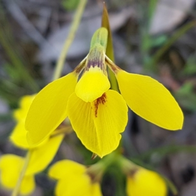 Diuris chryseopsis (Golden Moth) at Kaleen, ACT - 16 Sep 2020 by trevorpreston