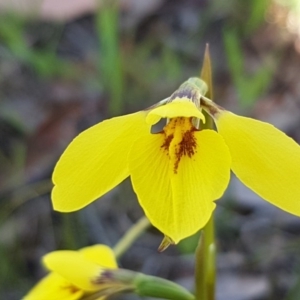 Diuris chryseopsis at Kaleen, ACT - suppressed