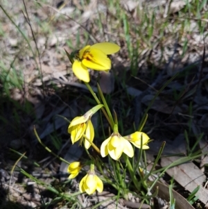 Diuris chryseopsis at Kaleen, ACT - 16 Sep 2020