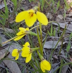 Diuris chryseopsis at Kaleen, ACT - suppressed