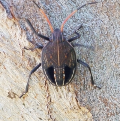 Theseus modestus (Gum tree shield bug) at Hall, ACT - 16 Sep 2020 by trevorpreston