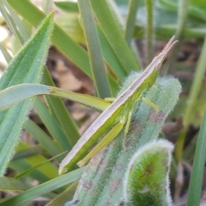 Keyacris scurra at Wallaroo, NSW - 16 Sep 2020