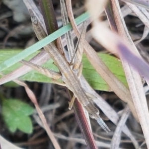 Keyacris scurra at Wallaroo, NSW - 16 Sep 2020