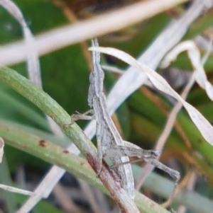 Keyacris scurra at Wallaroo, NSW - 16 Sep 2020 10:52 AM