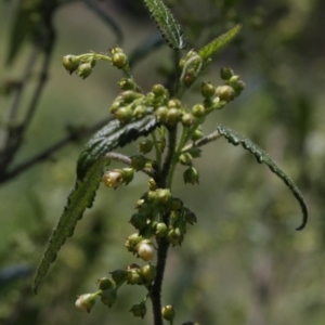 Gynatrix pulchella at Coree, ACT - 16 Sep 2020