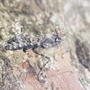 Paraoxypilus tasmaniensis at Hall, ACT - 16 Sep 2020