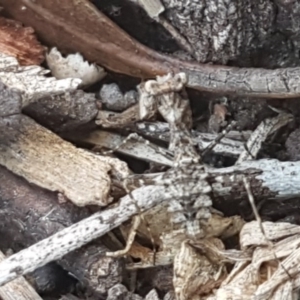 Paraoxypilus tasmaniensis at Hall, ACT - 16 Sep 2020