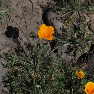 Eschscholzia californica (California Poppy) at Uriarra Recreation Reserve - 16 Sep 2020 by AllanS