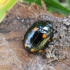 Paropsisterna octosignata (Eucalyptus leaf beetle) at Hall, ACT - 16 Sep 2020 by tpreston