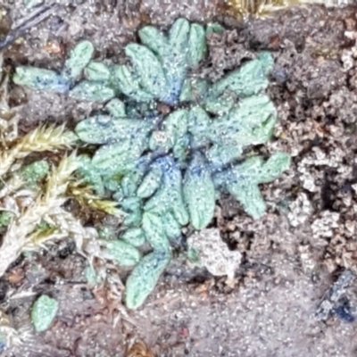 Riccia sp. (genus) (Liverwort) at Hall, ACT - 16 Sep 2020 by tpreston