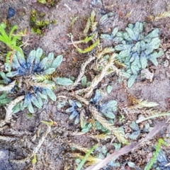 Riccia sp. (genus) at Hall, ACT - 16 Sep 2020