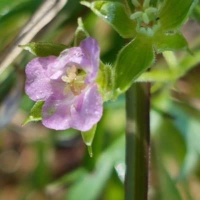 Spergularia rubra (Sandspurrey) at Hall Cemetery - 16 Sep 2020 by tpreston