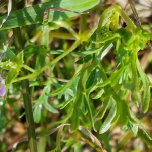 Spergularia rubra at Hall, ACT - 16 Sep 2020