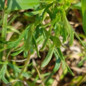 Spergularia rubra at Hall, ACT - 16 Sep 2020