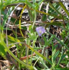 Spergularia rubra at Hall, ACT - 16 Sep 2020