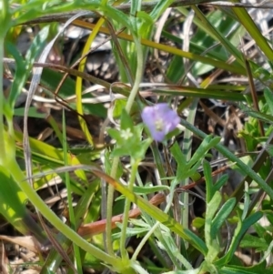 Spergularia rubra at Hall, ACT - 16 Sep 2020