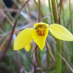 Diuris chryseopsis (Golden Moth) at Hall Cemetery - 16 Sep 2020 by tpreston