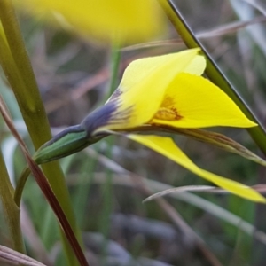 Diuris chryseopsis at Hall, ACT - suppressed