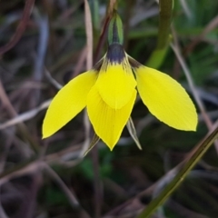 Diuris chryseopsis at Hall, ACT - suppressed