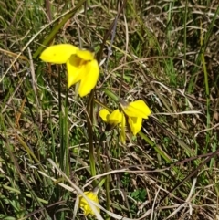 Diuris chryseopsis at Hall, ACT - 16 Sep 2020