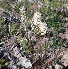 Stackhousia monogyna (Creamy Candles) at Majura, ACT - 16 Sep 2020 by trevorpreston