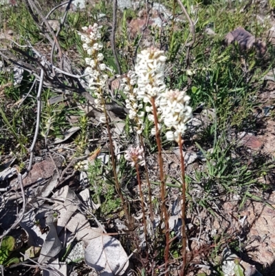 Stackhousia monogyna (Creamy Candles) at Majura, ACT - 16 Sep 2020 by trevorpreston