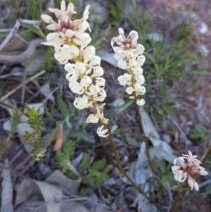 Stackhousia monogyna at Majura, ACT - 16 Sep 2020