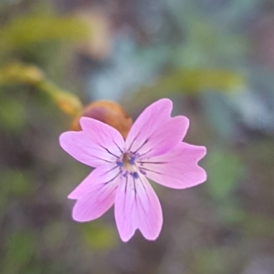 Petrorhagia nanteuilii at Majura, ACT - 16 Sep 2020