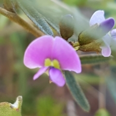 Glycine clandestina (Twining Glycine) at Majura, ACT - 15 Sep 2020 by tpreston