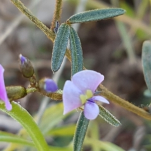 Glycine clandestina at Majura, ACT - 16 Sep 2020