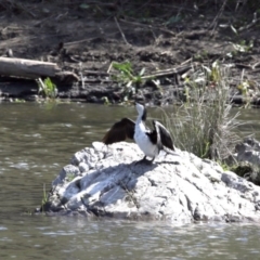 Microcarbo melanoleucos (Little Pied Cormorant) at Uriarra Recreation Reserve - 16 Sep 2020 by AllanS