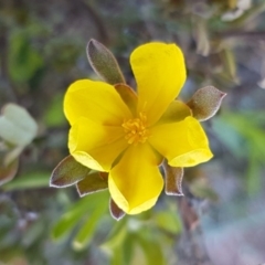 Hibbertia obtusifolia (Grey Guinea-flower) at Majura, ACT - 15 Sep 2020 by tpreston