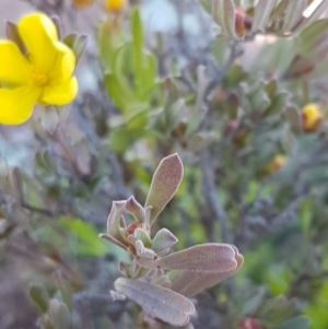 Hibbertia obtusifolia at Majura, ACT - 16 Sep 2020