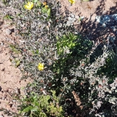 Hibbertia obtusifolia at Majura, ACT - 16 Sep 2020