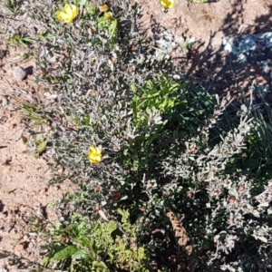 Hibbertia obtusifolia at Majura, ACT - 16 Sep 2020 09:52 AM