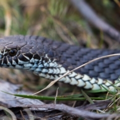 Austrelaps ramsayi (Highlands Copperhead) at Namadgi National Park - 15 Sep 2020 by Jek